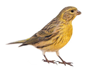 European serin, or just serin (Serinus serinus), male, isolated on White Background
