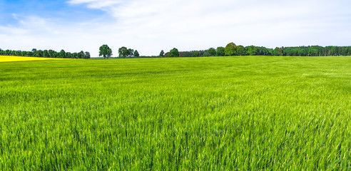 Green fields and sky. Grass field, landscape, farmland of wheat growing in spring.