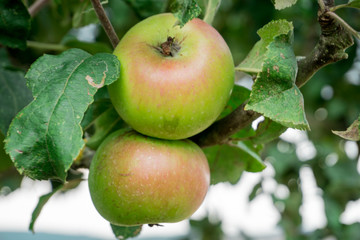 Bio Äpfel auf der Obstwiese mitten im Spessart. 