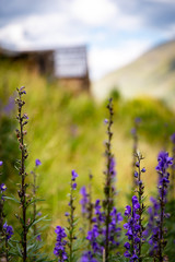 Flowers in the alps