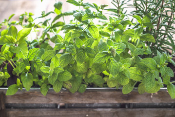 Garden herb. Fresh green organic mint leaves. Fresh herbs in wooden box.