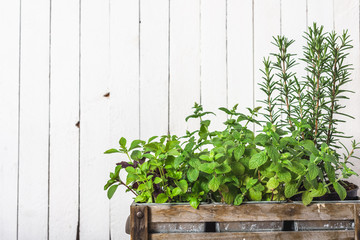 Fresh herbs from the garden growing in wooden box, rosemary, mint and basil © alicja neumiler
