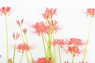 Background / Red spider lily