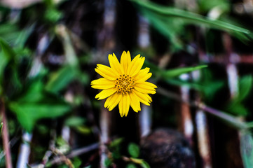 Sphagneticola trilobata or Wedelia trilobata