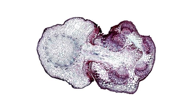 dodder parasitic root - cross section cut under the microscope &ndash; microscopic view of plant cells for botanic education