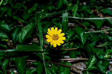 Sphagneticola trilobata or Wedelia trilobata