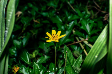 Sphagneticola trilobata or Wedelia trilobata