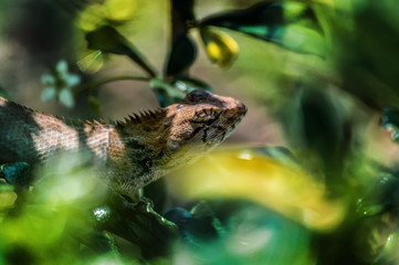 chameleon, asia, wild, lizard, nature, animal, brown, wildlife, green, background, reptile, dragon, beautiful, color, tree, closeup, natural, colorful, skin, tropical, close, garden, cute, outdoor,