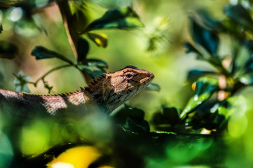 chameleon, asia, wild, lizard, nature, animal, brown, wildlife, green, background, reptile, dragon, beautiful, color, tree, closeup, natural, colorful, skin, tropical, close, garden, cute, outdoor,