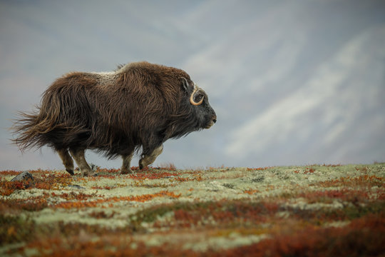 Young male musk ox