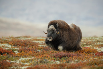 Musk ox, knee deep in tundra