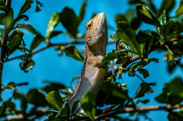 chameleon, asia, wild, lizard, nature, animal, brown, wildlife, green, background, reptile, dragon, beautiful, color, tree, closeup, natural, colorful, skin, tropical, close, garden, cute, outdoor,