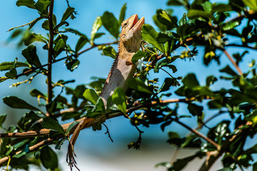 chameleon, asia, wild, lizard, nature, animal, brown, wildlife, green, background, reptile, dragon, beautiful, color, tree, closeup, natural, colorful, skin, tropical, close, garden, cute, outdoor,