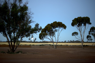 Moon rise over wheat fields, Hyden, WA, Australia