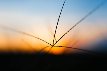 Naklejka premium Grass and evening Sky with beautiful sunset.