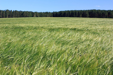 Wheat ears field