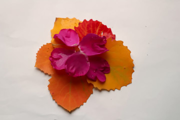 Flower from autumn leaves and rose petals