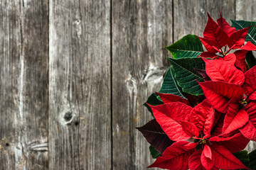 Christmas rustic background with red poinsettia flower on wooden board