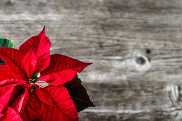 Christmas wooden background with poinsettia flower on wood