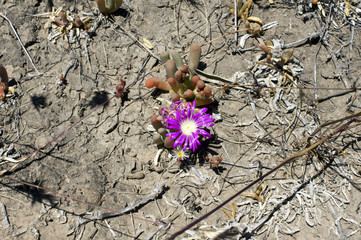 Pigface growing near salt lakes between Hyden and Albany, WA, Australia