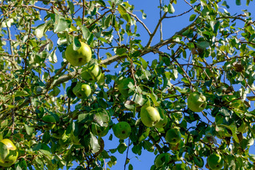 Erntezeit: Voller Birnenbaum