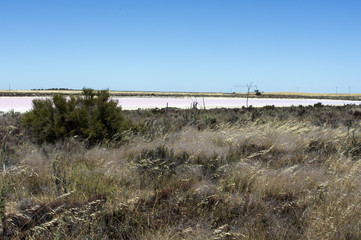 Pink salt lake between Hyden and Albany, WA, Australia