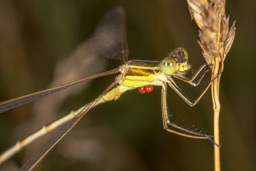 Portrait of a dragonfly in nature
