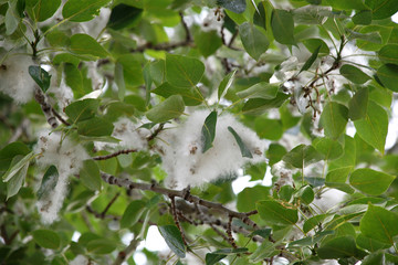poplar fluff on a tree