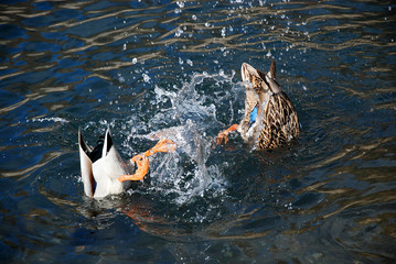ducks dive into the water