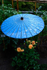 青の和傘とダリア