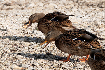ducks walk along the shore