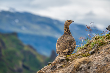 A rock ptarmigan with its summer plumage in the spectacular settings of Thorsmork. It survives year-round the extreme conditions of  the Highlands of Iceland.