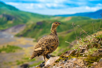 A rock ptarmigan with its summer plumage in the spectacular settings of Thorsmork. It survives year-round the extreme conditions of  the Highlands of Iceland.