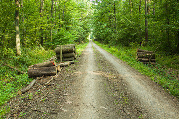 Wood in the forest near the road