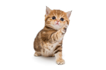 Redhead playful British kitten