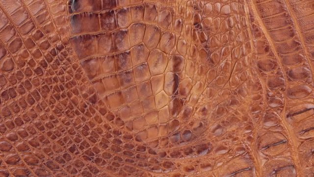 Rotation, close-up of the structure of natural crocodile skin.
