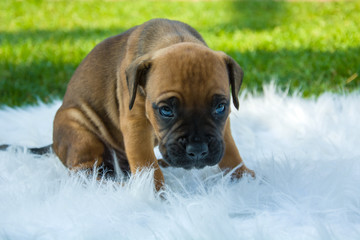 Brown boxer puppy on the rug