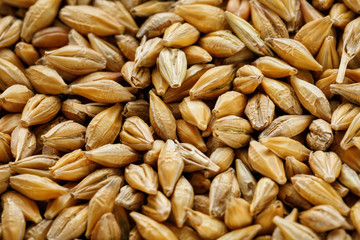 heap of pearl barley grains, vegetarian food