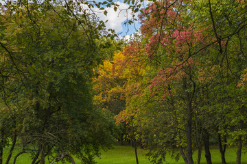 Naklejka premium Golden Polish autumn. Autumn colors. Cracow. Poland
