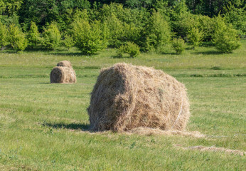 Fresh hay from the field hay in nature