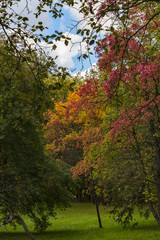 Naklejka premium Golden Polish autumn. Autumn colors. Cracow. Poland
