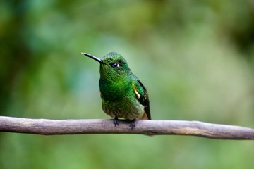 Fototapeta premium Colombia