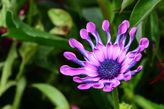 Soprano lilac African daisy