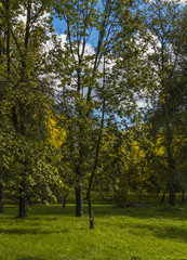 Naklejka premium Golden Polish autumn. Autumn colors. Cracow. Poland