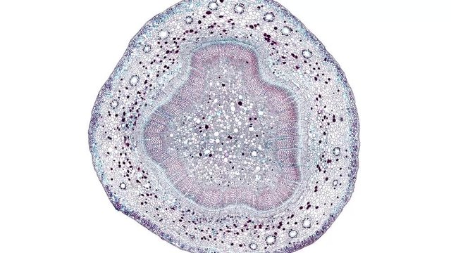 ginkgo stem - cross section cut under the microscope &ndash; microscopic view of plant cells for botanic education