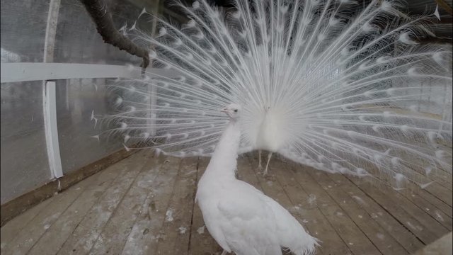 Peacock, white, indian, zoo 