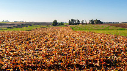 Jesienny poranek z przymrozkiem i szronem, Polska, Podlasie © podlaski49