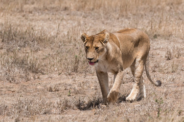 lioness walking
