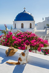 Cat on the island of Santorini