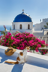 Cat on the island of Santorini